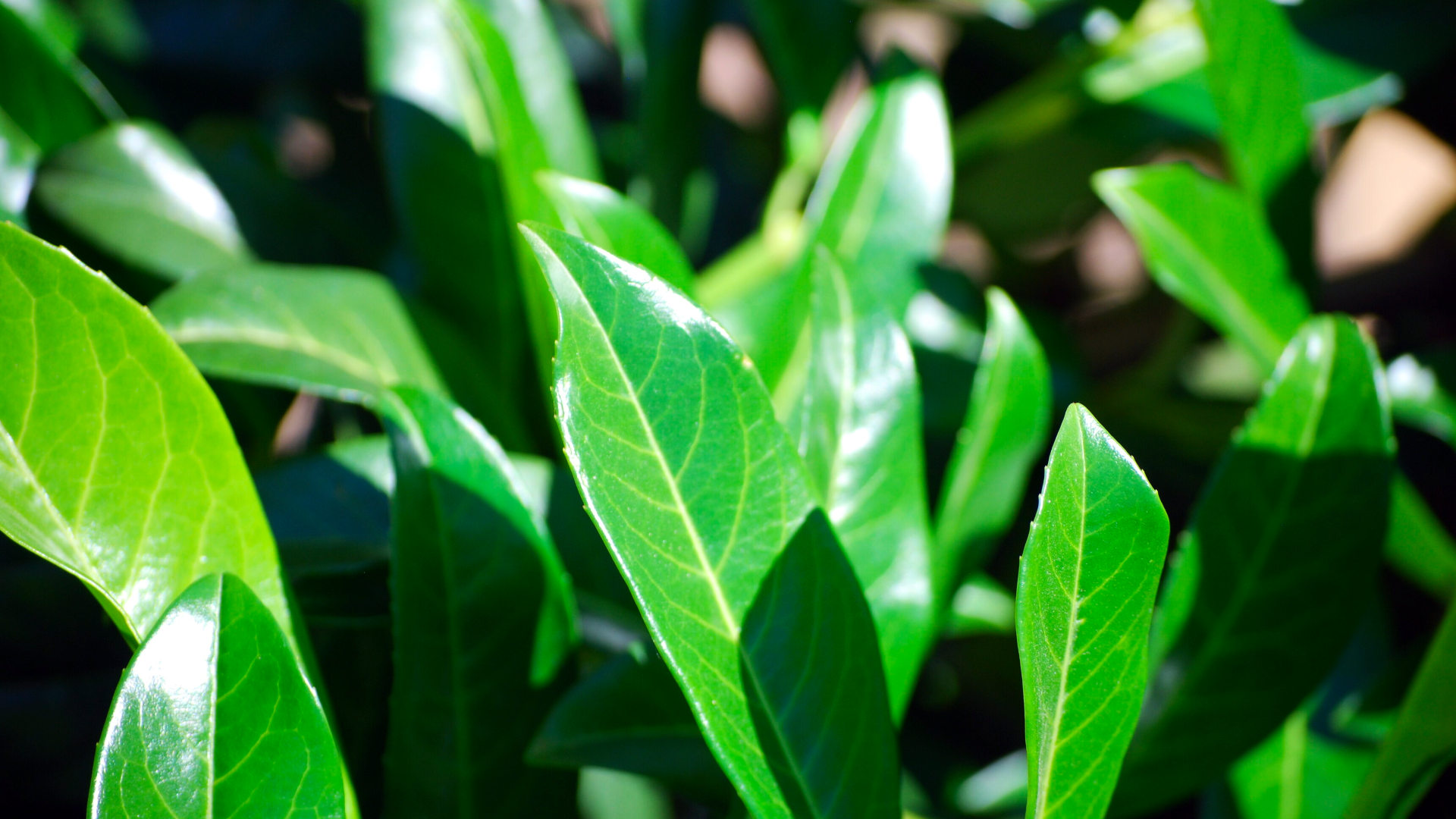 Prunus laurocerasus 'Skinny Skip' Close Up